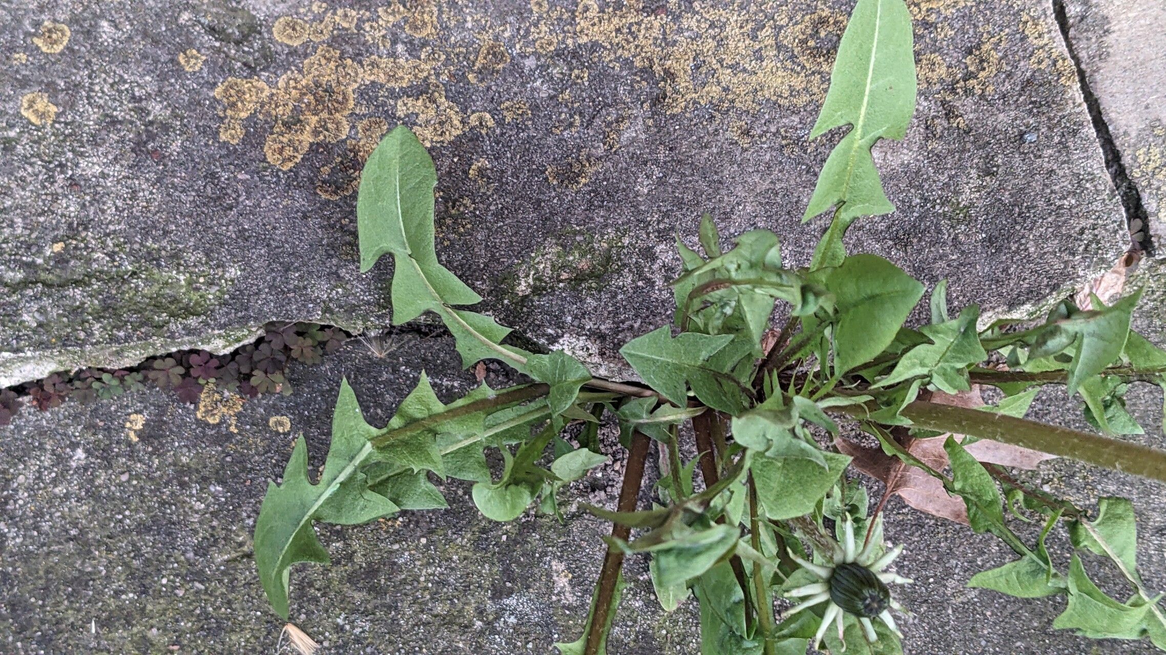 Taraxacum sect. Taraxacum — search result for 'Taraxacum'