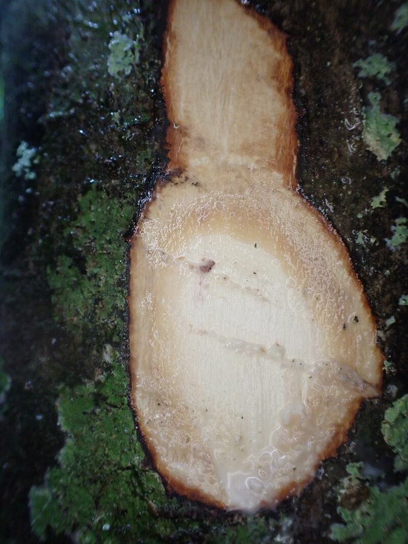 Sloetiopsis usambarensis bark