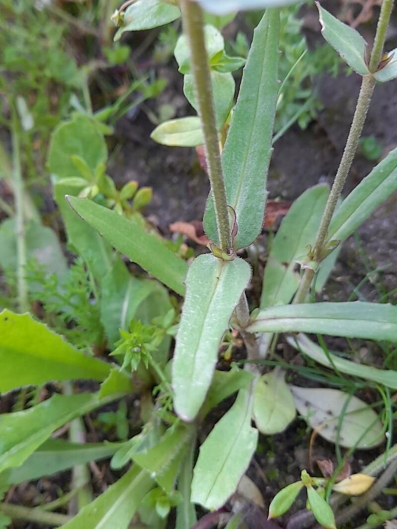 Valeriana vesicaria — houseplant care guide