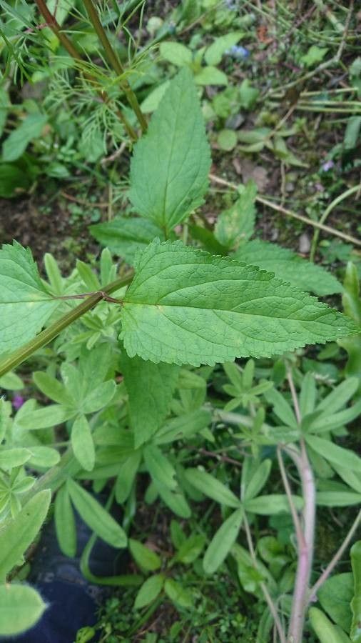 Scrophularia marilandica leaf