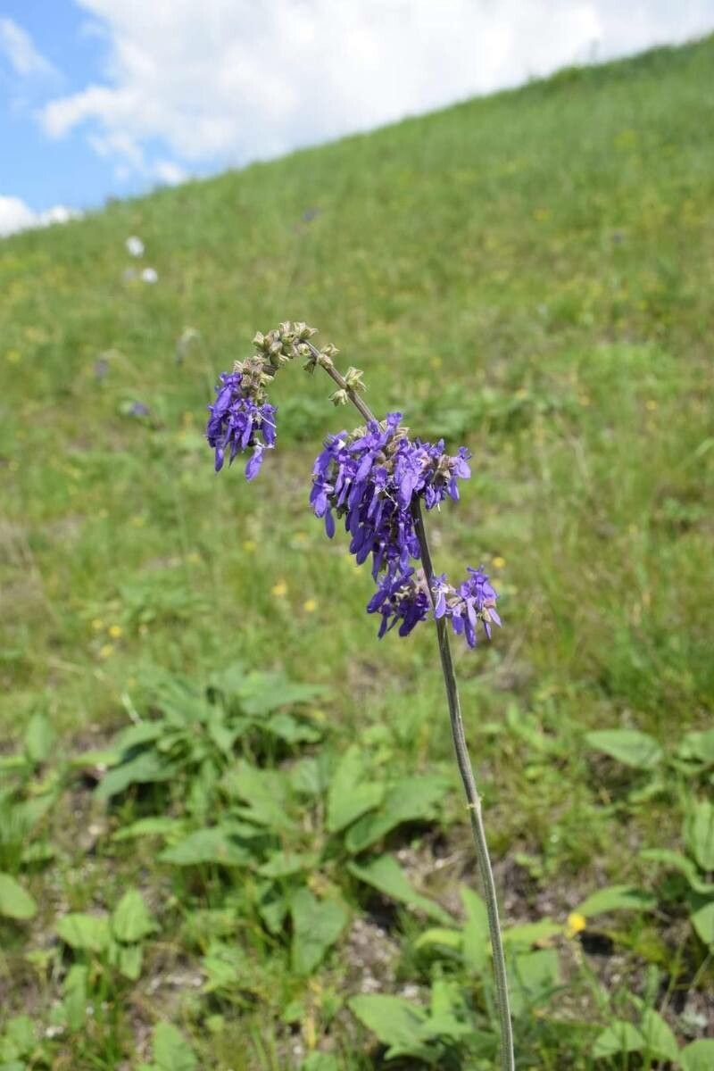 Salvia nutans flower