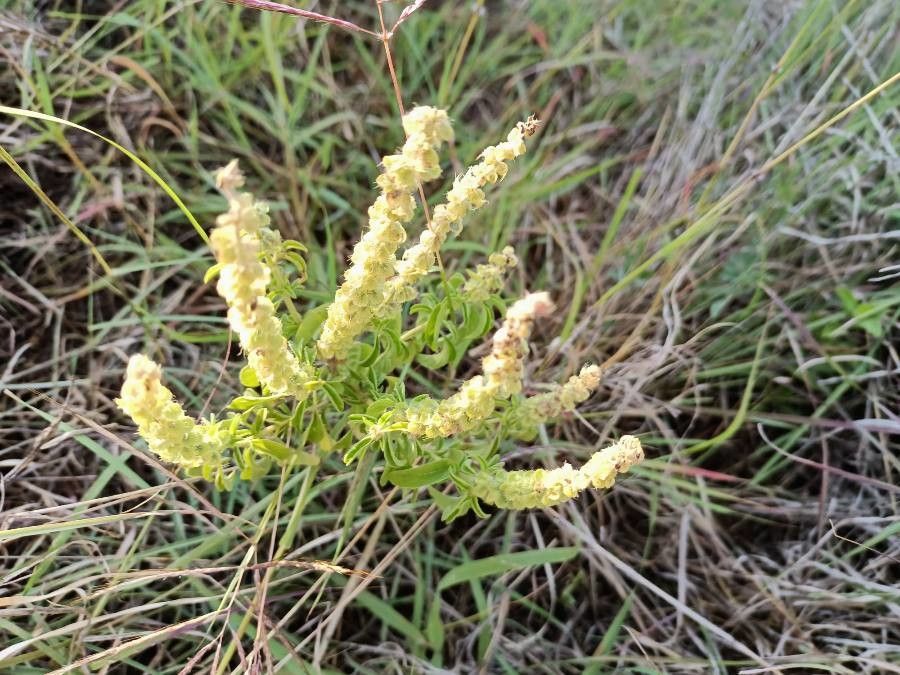 Ocimum kilimandscharicum flower