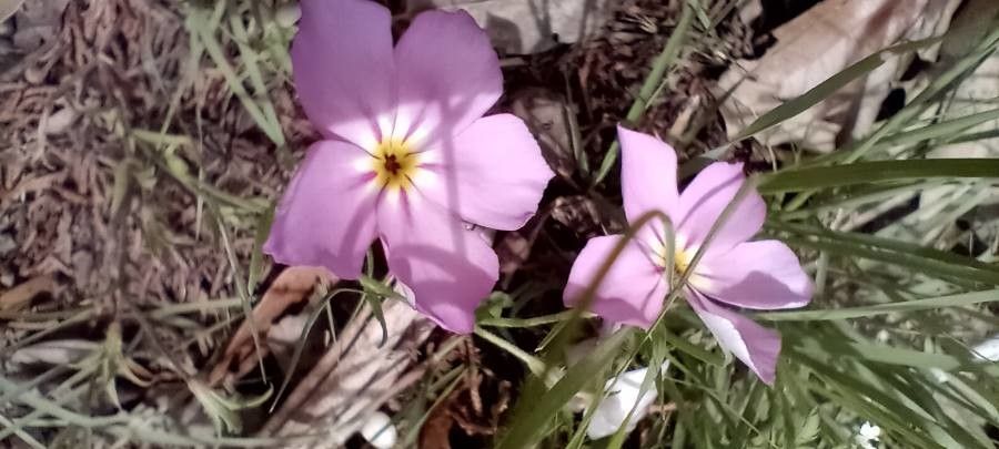 Phlox roemeriana flower