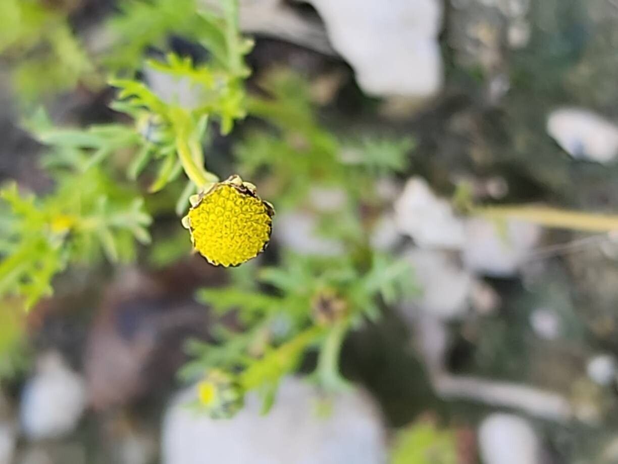 Matricaria aurea flower