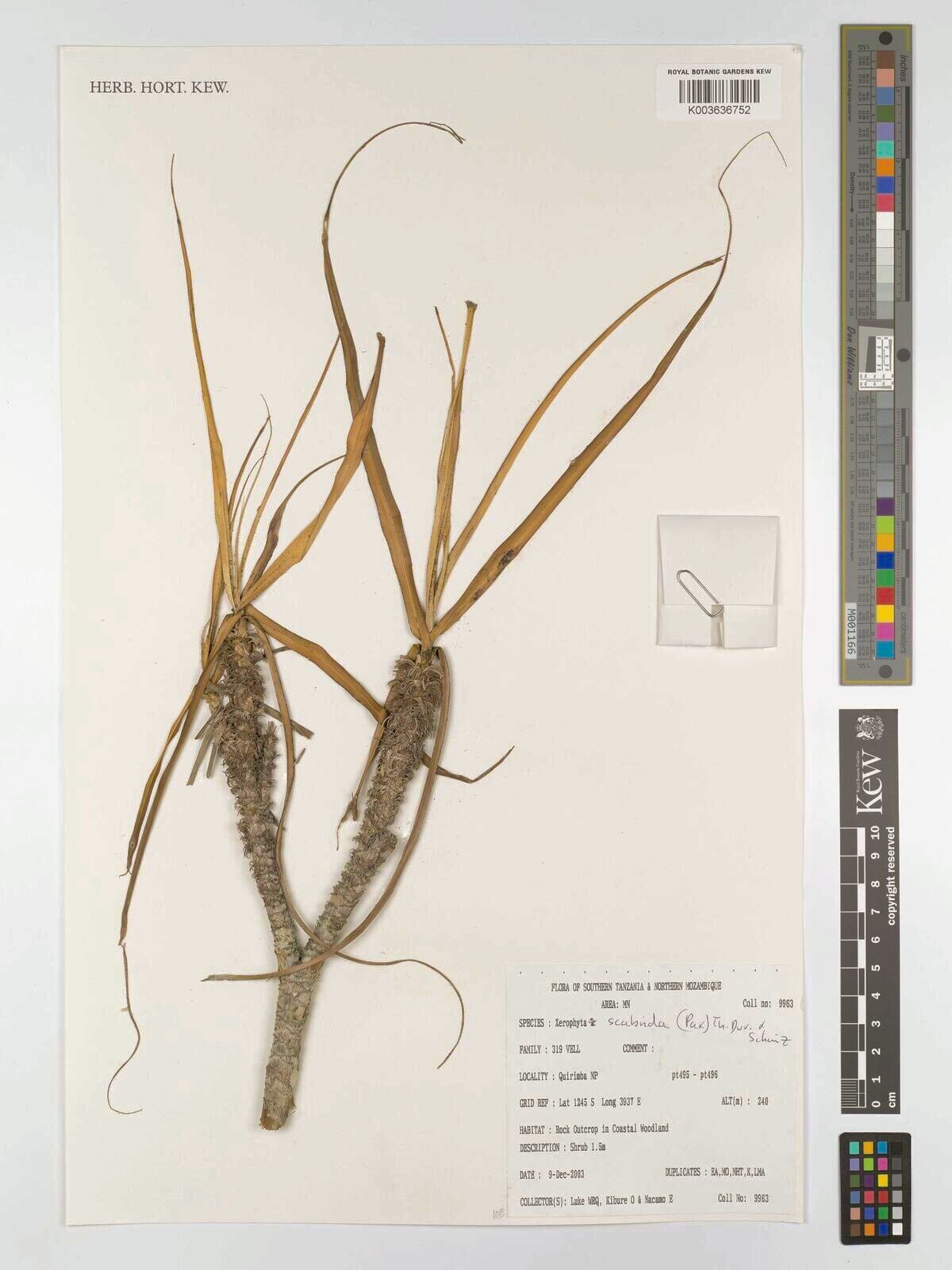 Xerophyta scabrida — houseplant care guide