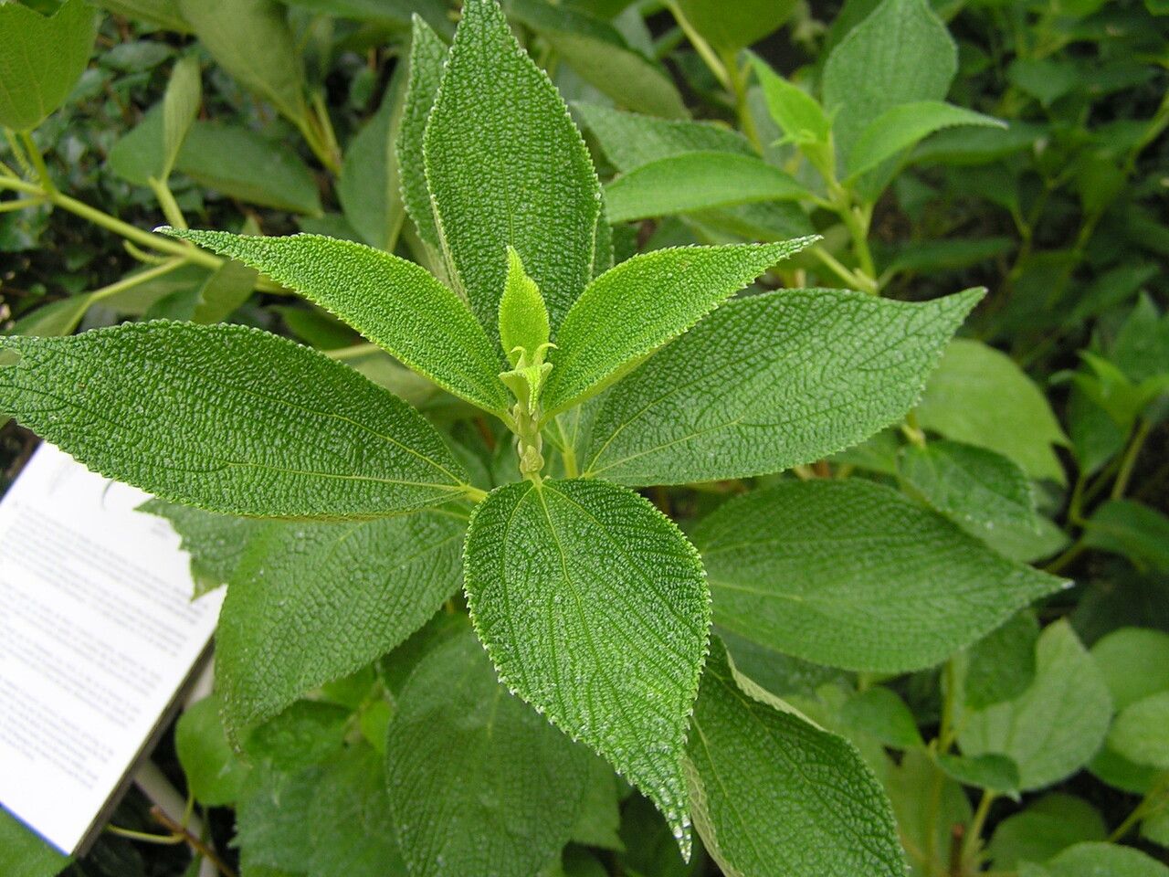 Boehmeria biloba leaf