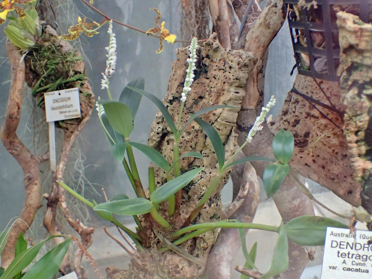 Pinalia stricta — houseplant care guide