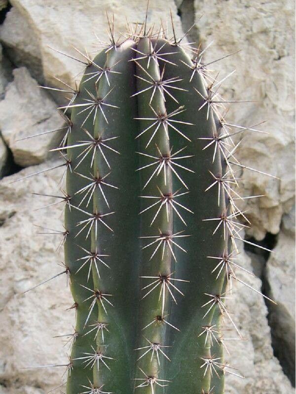 Stenocereus montanus — houseplant care guide