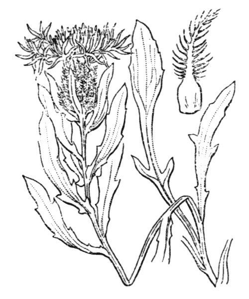 Centaurea corbariensis — houseplant care guide