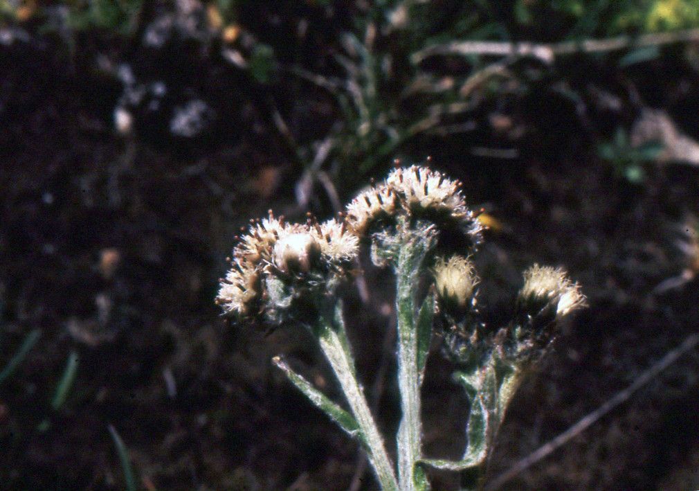 Antennaria carpatica fruit