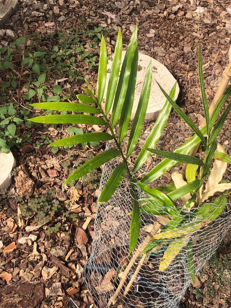 Cycas simplicipinna — search result for 'Cycas'