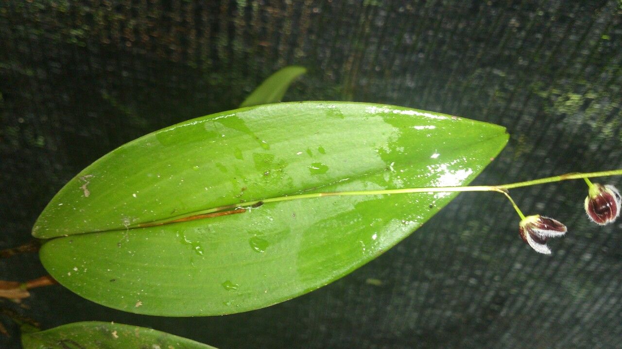 Stelis convallaria — search result for 'Convallaria'