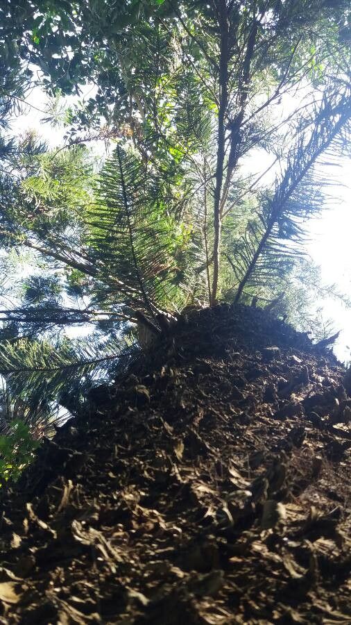 Araucaria montana habit