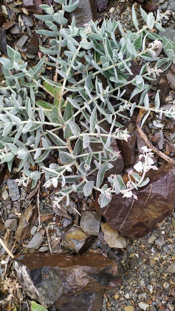 Trichodesma afghanicum habit