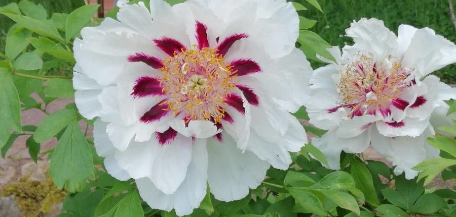Paeonia rockii flower