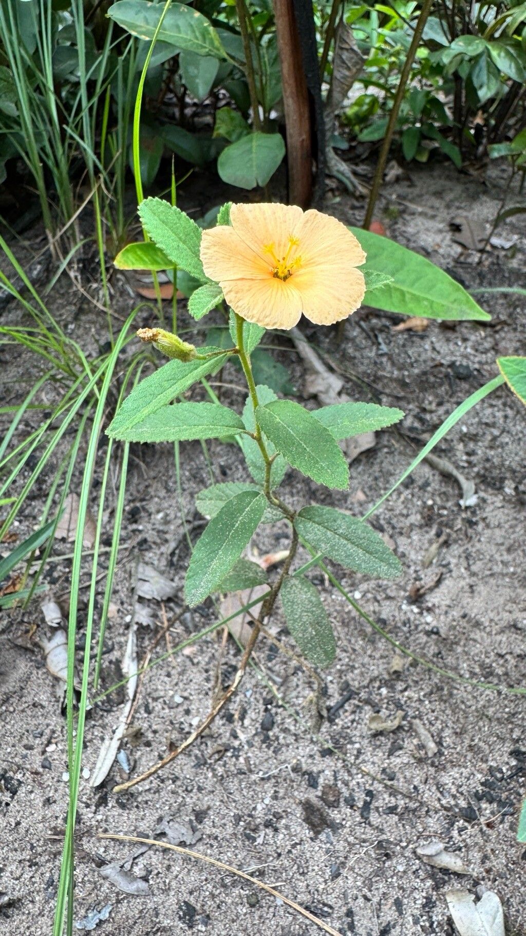 Piriqueta guianensis leaf