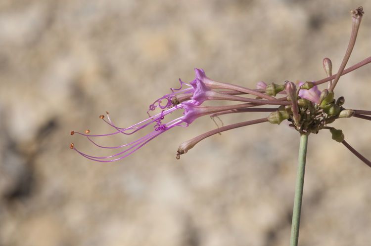 Anulocaulis leiosolenus flower