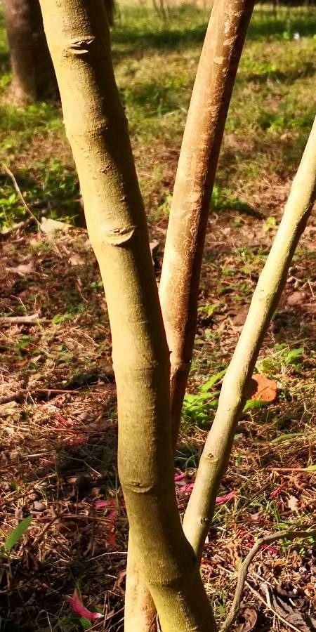 Phlogacanthus curviflorus bark