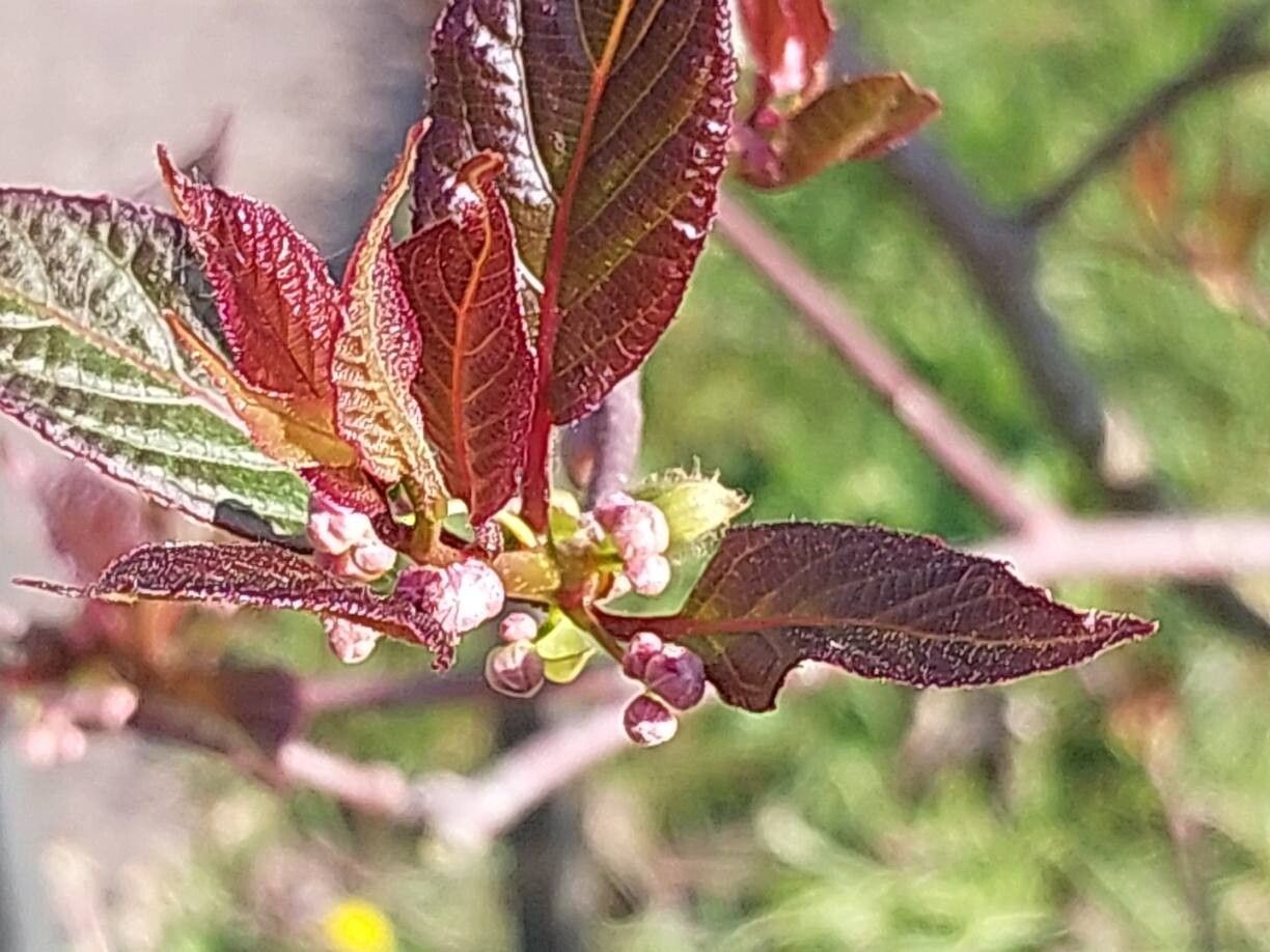 Actinidia tetramera other