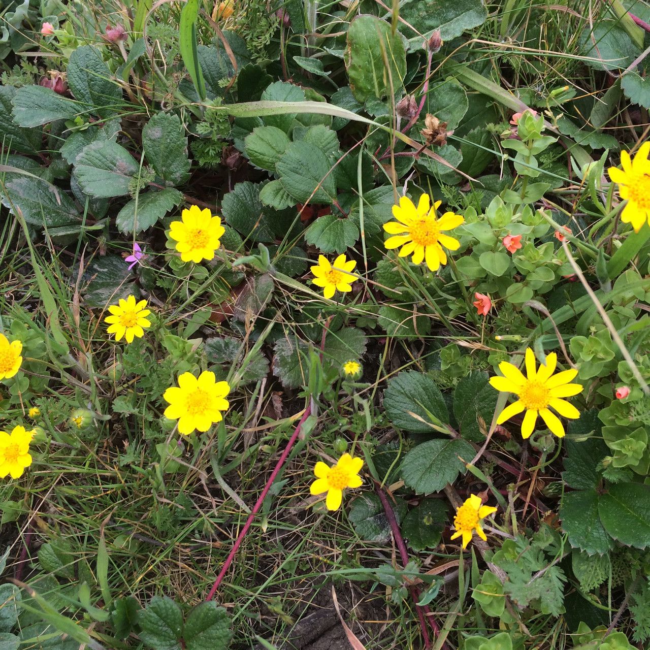 Lasthenia californica habit