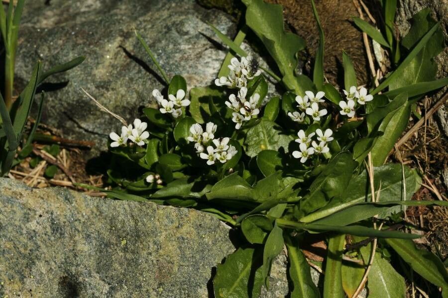 Cardamine bellidifolia flower