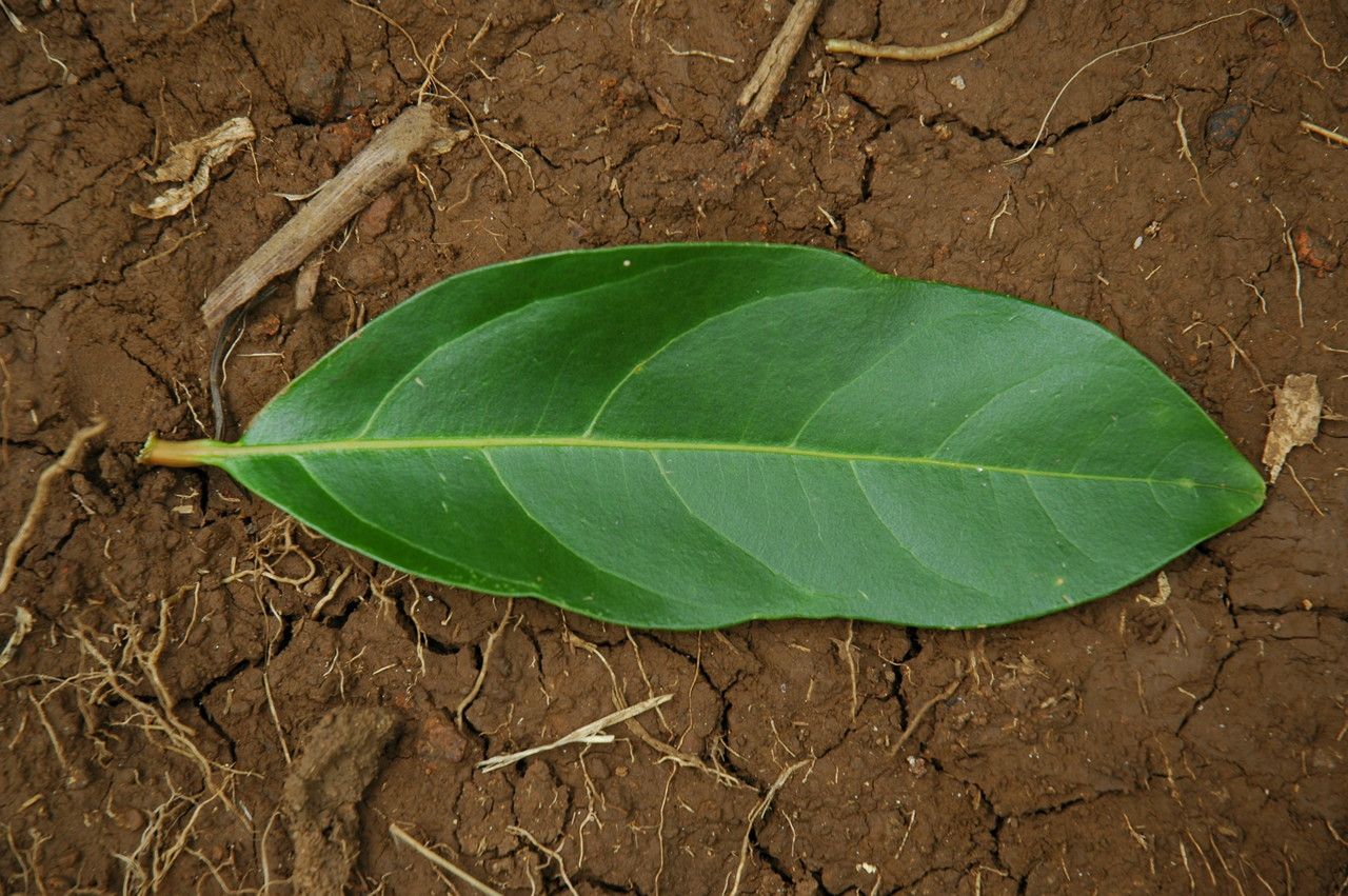 Citharexylum caudatum — related species from the same genus