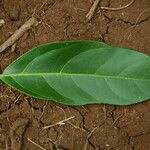 Citharexylum caudatum