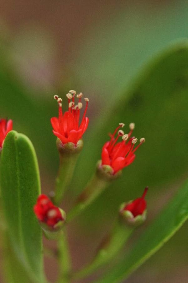 Lumnitzera littorea flower