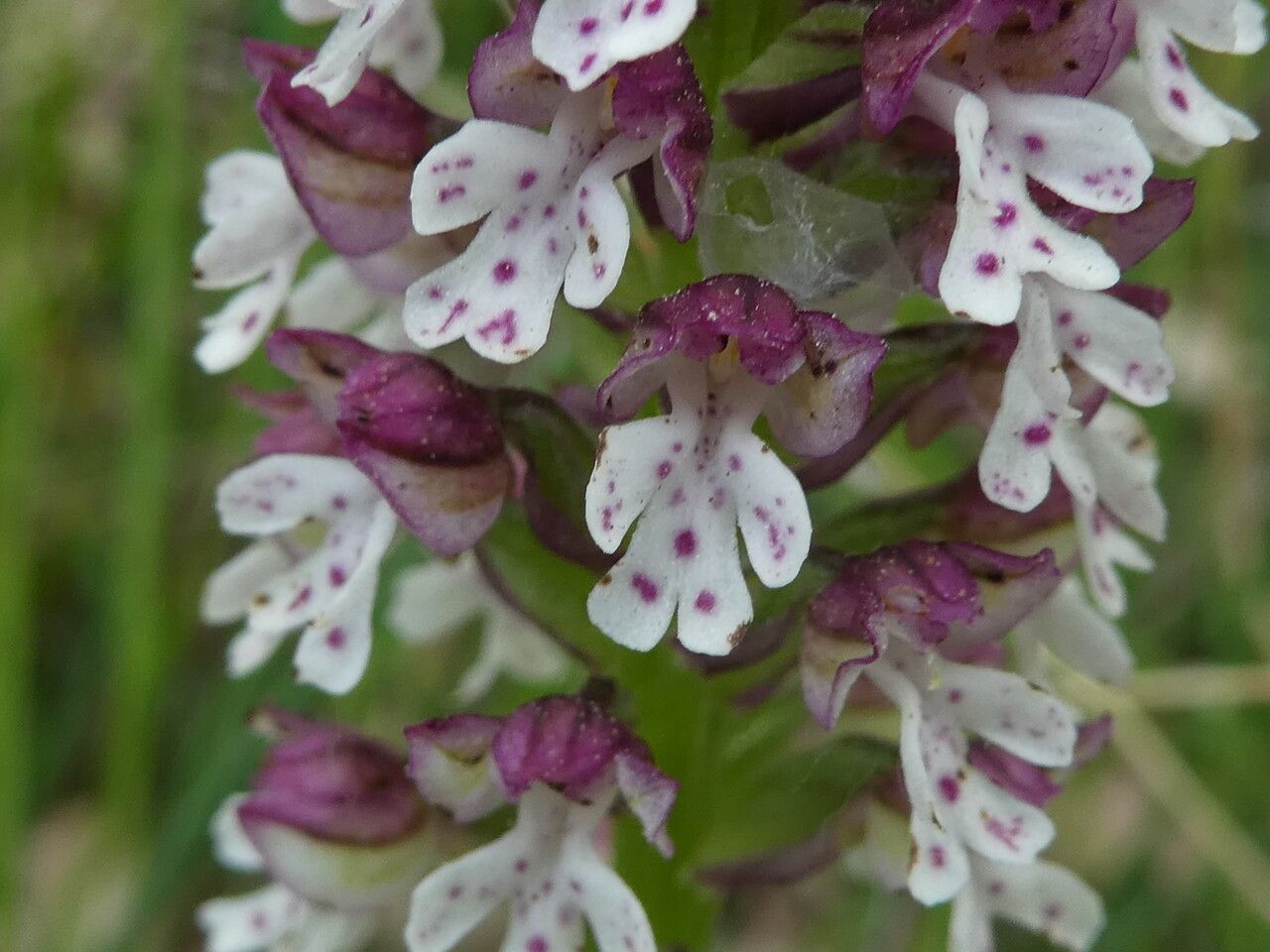 Neotinea ustulata flower