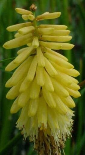Kniphofia citrina flower