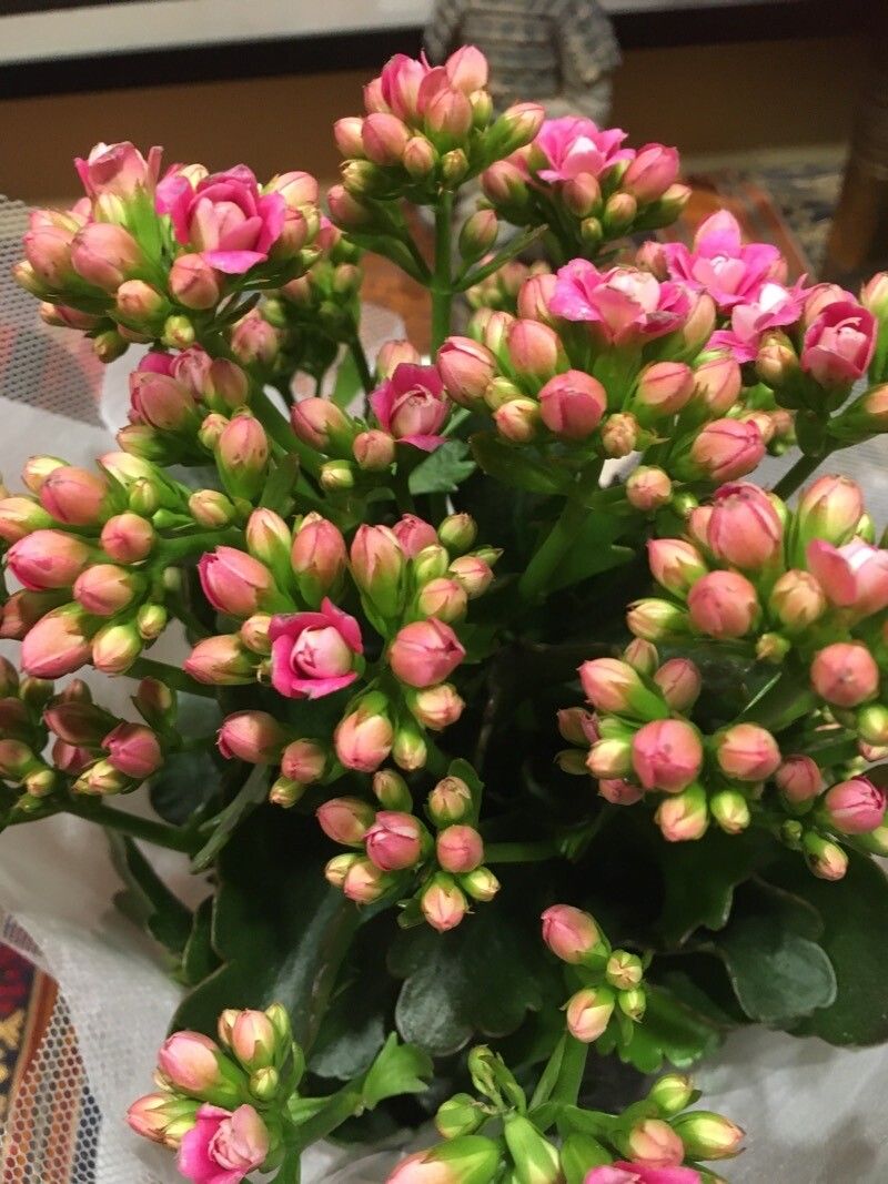 Kalanchoe aromatica flower