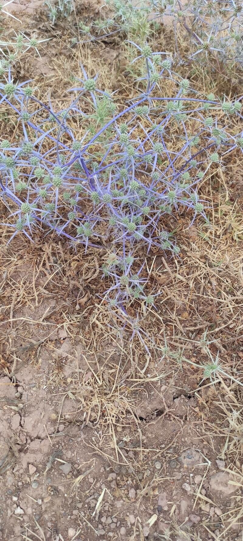 Eryngium creticum bark