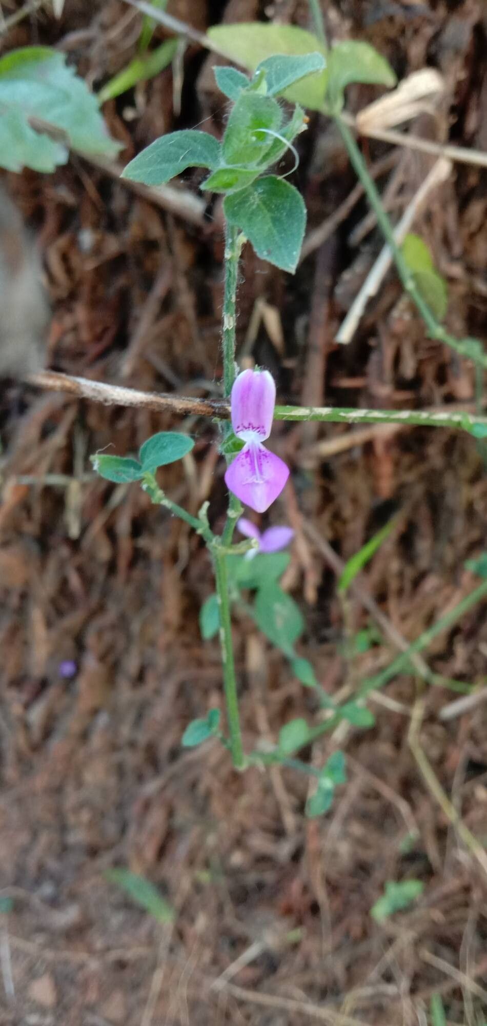 Dicliptera foetida flower