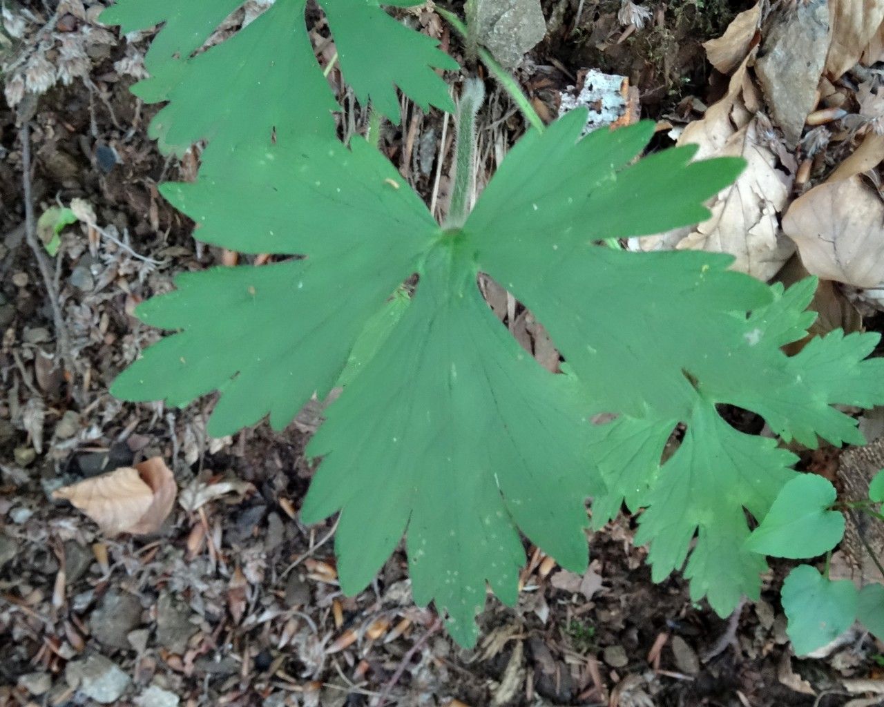 Ranunculus tuberosus leaf