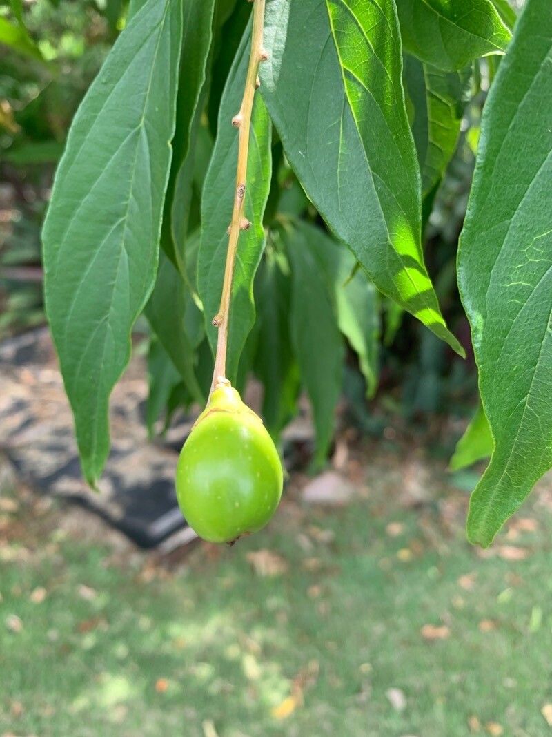 Citharexylum solanaceum fruit