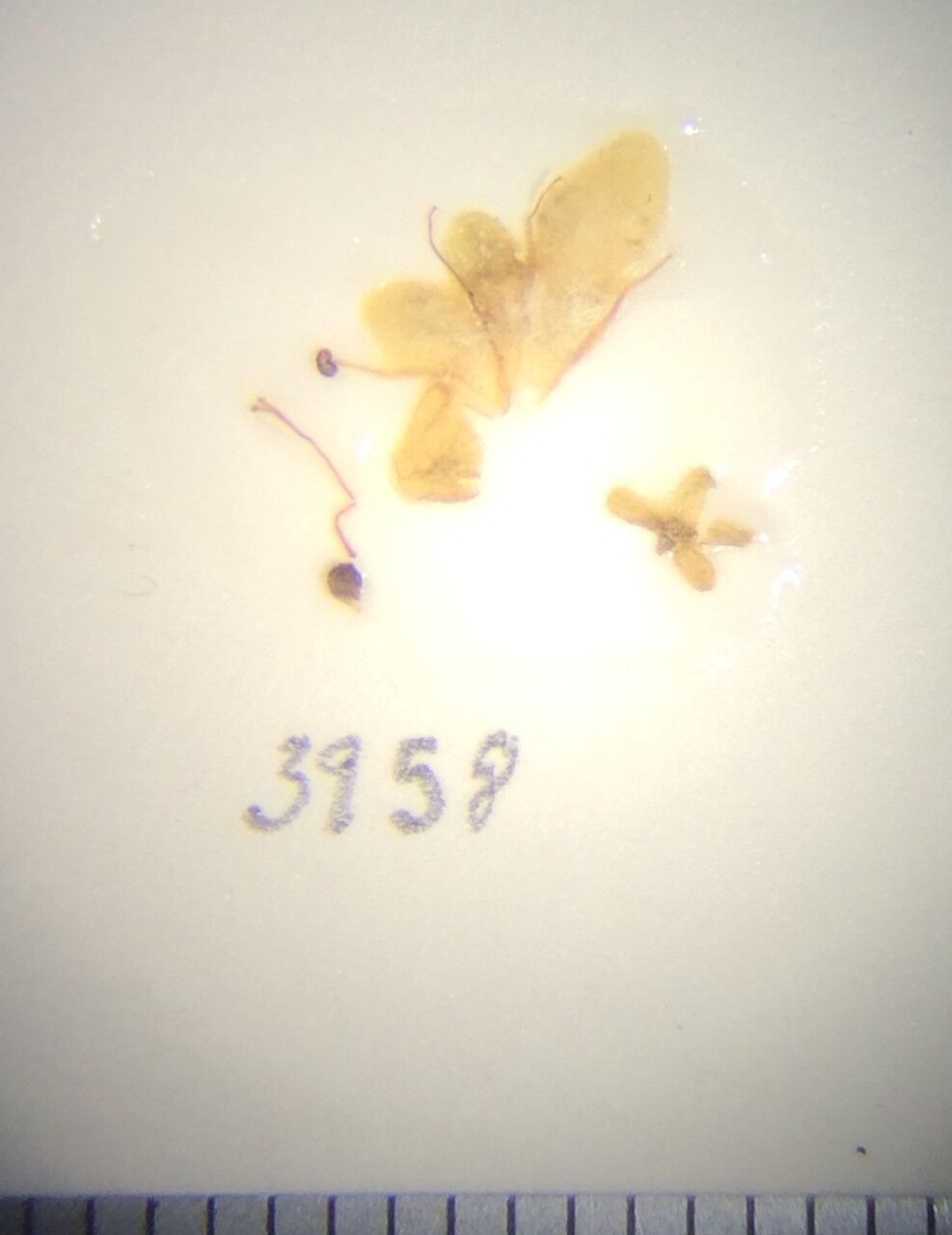 Premna barbata other