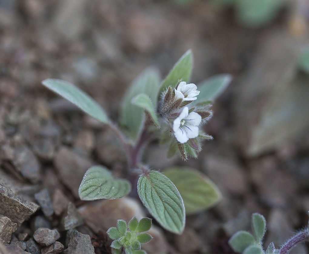 Phacelia phacelioides habit
