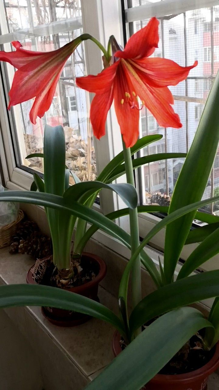 Hippeastrum vittatum habit