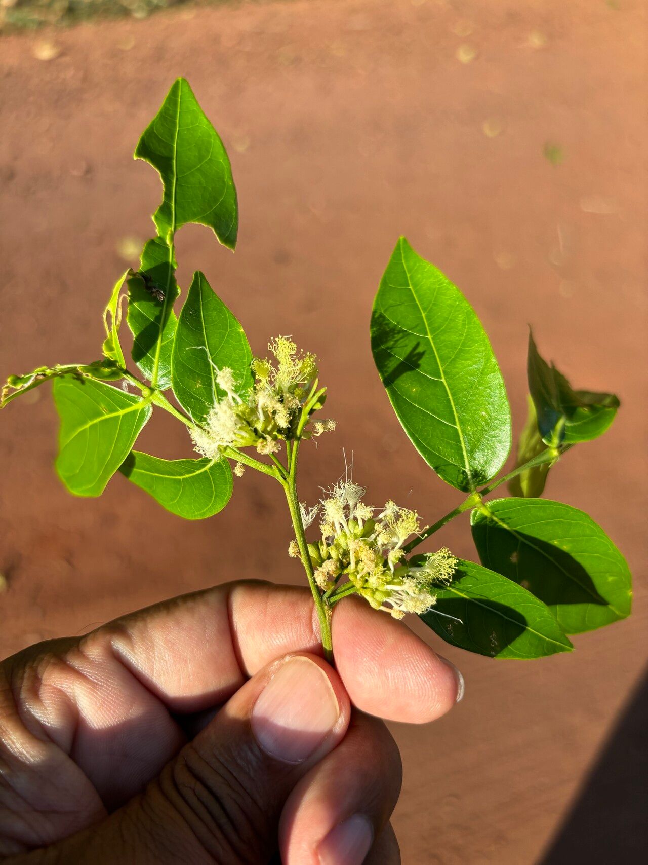 Inga heterophylla flower