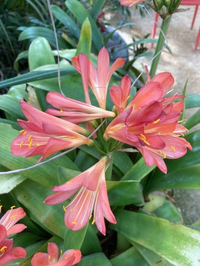 Clivia x cyrtanthiflora flower