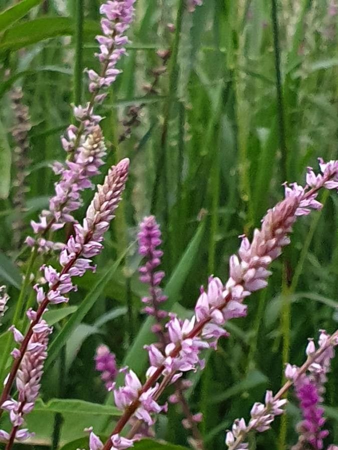Digera muricata flower