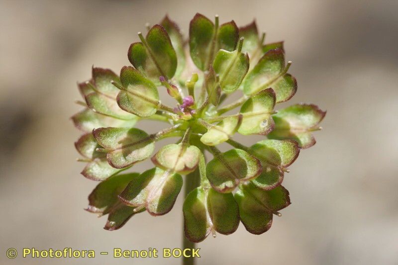 Iberis nazarita fruit