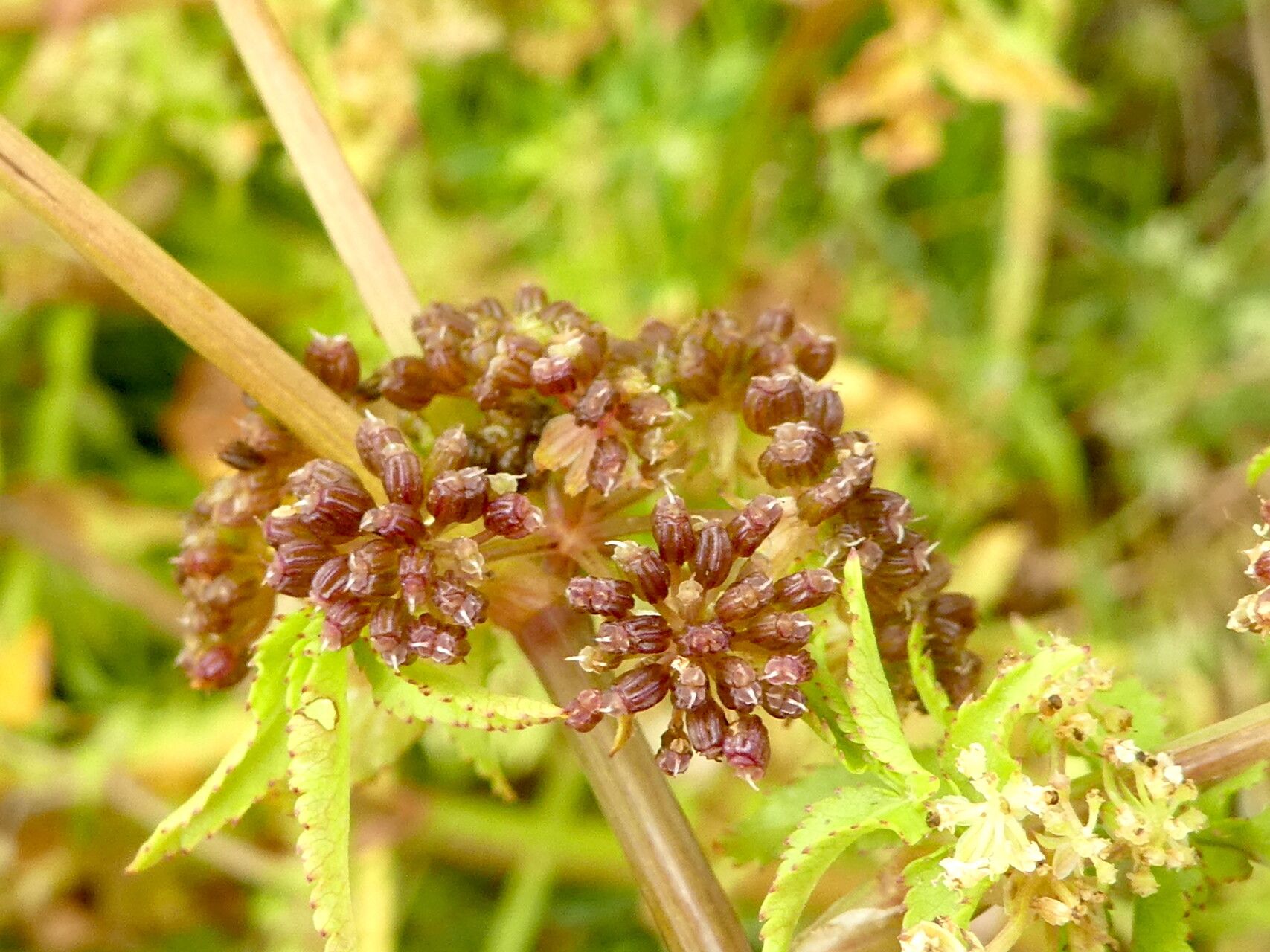 Helosciadium nodiflorum fruit