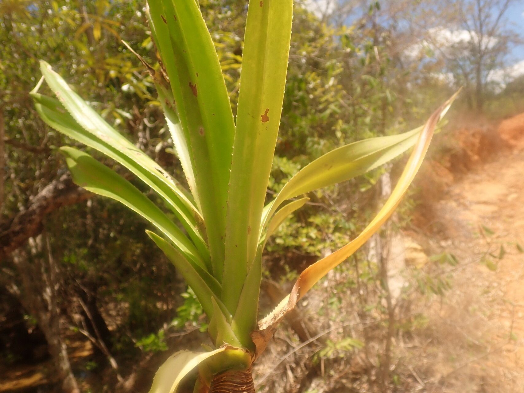 Pandanus boivinii — houseplant care guide