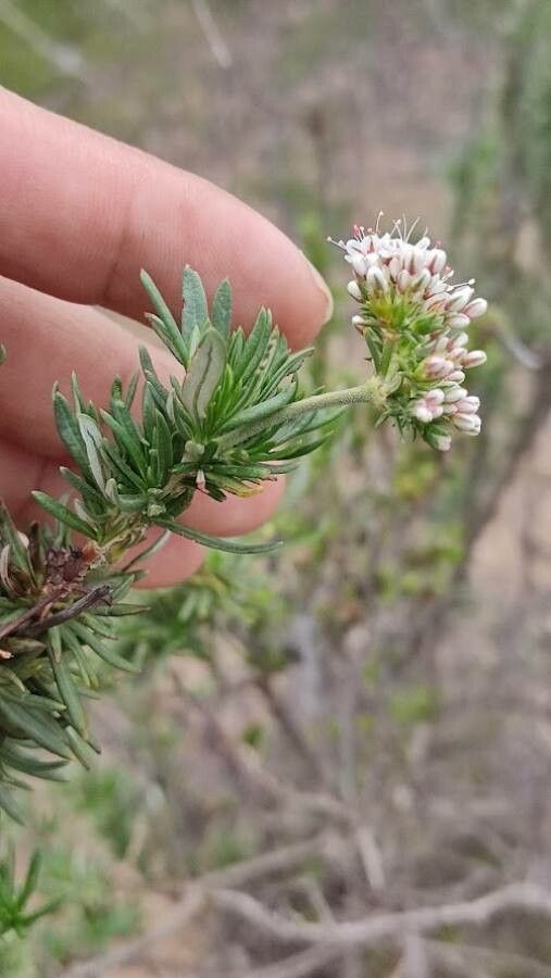 Eriogonum fasciculatum leaf