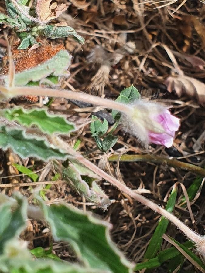 Monsonia senegalensis flower
