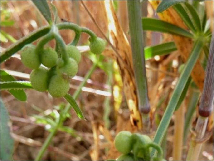 Galium tricornutum fruit