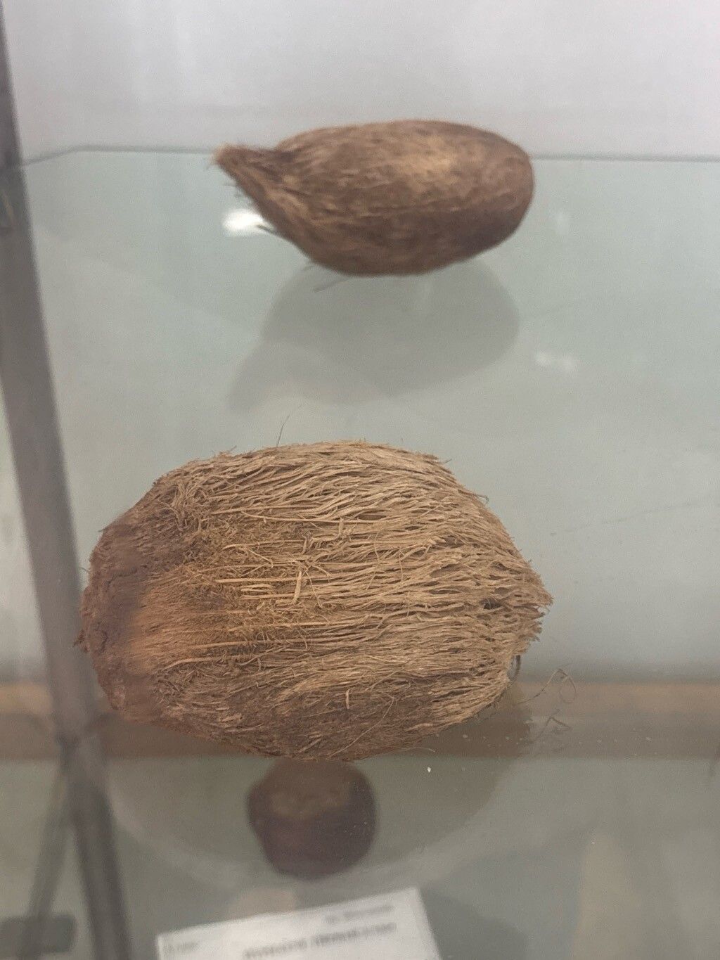 Actinorhytis calapparia fruit