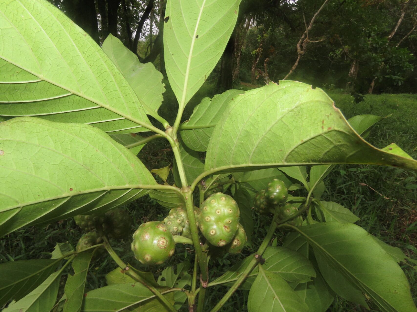 Morinda panamensis — search result for 'Morus'