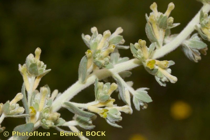 Thymelaea virgata flower